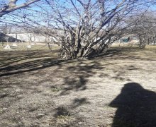 qebelede torpaq alqi satqisi Qəbələ ş.