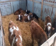 Satılır Obyekt Xaçmaz ş.