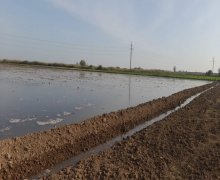 elanlari alqi satqisi elanlari İmişli ş.