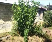 elanlari alqi satqisi elanlari Şəki ş.