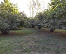 Satılır Torpaq Qəbələ ş.