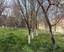 novxanida torpaq satilir Novxanı, Abşeron r.