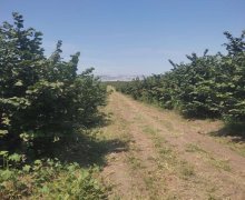 elanlari alqi satqisi elanlari Ağstafa ş.