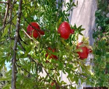 Satılır Bağ evi Sumqayıt ş.