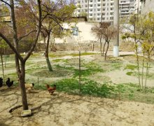 hezi aslanovda heyet evleri/villa Həzi Aslanov m., Köhnə Günəşli qəs., Xətai r.