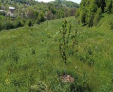 qubada torpaq satilir Quba ş.