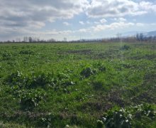 elanlari alqi satqisi elanlari Şabran ş.