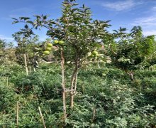 Satılır Torpaq Mərdəkan, Xəzər r.