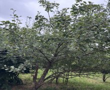 Satılır Torpaq Lənkəran ş.