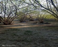 qebelede torpaq alqi satqisi Qəbələ ş.