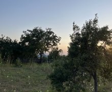 Satılır Torpaq İsmayıllı ş.