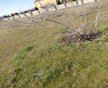 mastagada torpaq alqi satqisi Maştağa qəs., Sabunçu r.