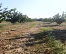 xacmazda torpaq alqi satqisi Xaçmaz ş.