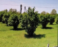 xacmazda torpaq alqi satqisi Xaçmaz ş.