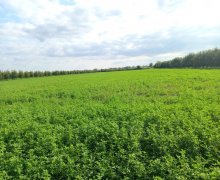 Satılır Torpaq Göyçay ş.