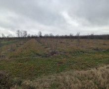 Satılır Torpaq Qusar ş.