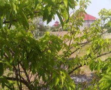 novxanida torpaq satilir Novxanı, Abşeron r.