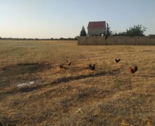 elanlari alqi satqisi elanlari Xaçmaz / Nabran ş.