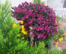 Satılır Həyət evi/villa Köhnə Günəşli qəs., Xətai r.