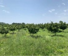 xacmazda torpaq alqi satqisi Xaçmaz ş.