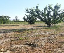 xacmazda torpaq alqi satqisi Xaçmaz ş.