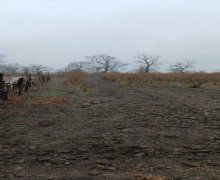 xacmazda torpaq alqi satqisi Xaçmaz ş.