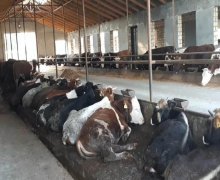 Satılır Obyekt Xaçmaz ş.