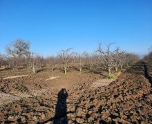 qubada torpaq satilir Quba ş.