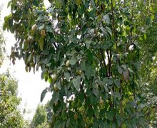 qebelede torpaq alqi satqisi Qəbələ ş.