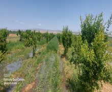 elanlari alqi satqisi elanlari Göyçay ş.