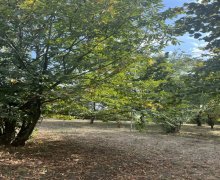 Satılır Torpaq Qəbələ ş.