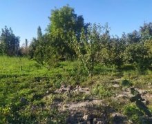 Satılır Torpaq Qəbələ ş.