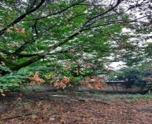 qebelede torpaq alqi satqisi Qəbələ ş.