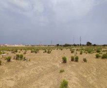 Satılır Torpaq Pereküşkül, Abşeron r.