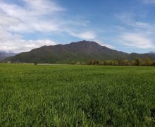 ismayillida torpaq alqi satqisi İsmayıllı ş.