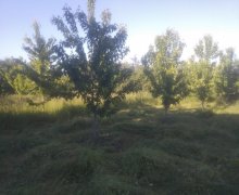 Satılır Torpaq Quba ş. Satılır Torpaq Quba ş.
