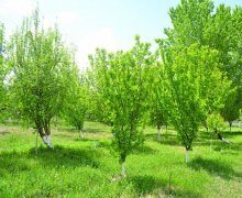 Satılır Həyət evi/villa Nəriman Nərimanov m., Nərimanov r.